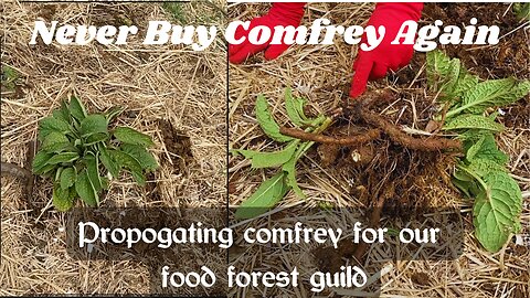 Building Guilds & Propagating Comfrey