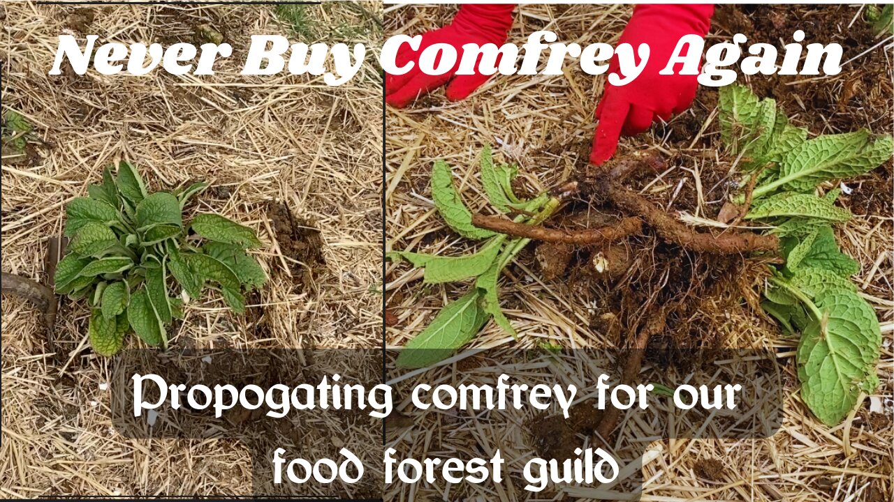 Building Guilds & Propagating Comfrey