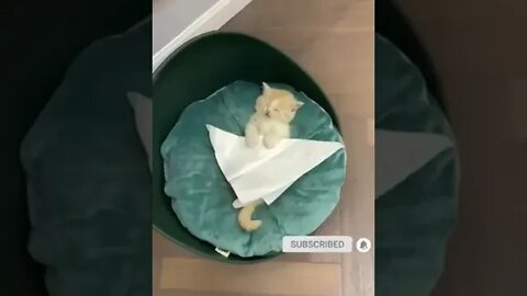 cute cat videos 😹 funny videos 😂 1059😻