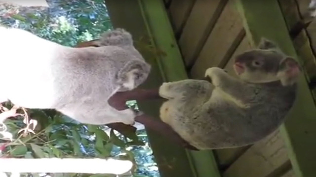 Crazy Koala Fight