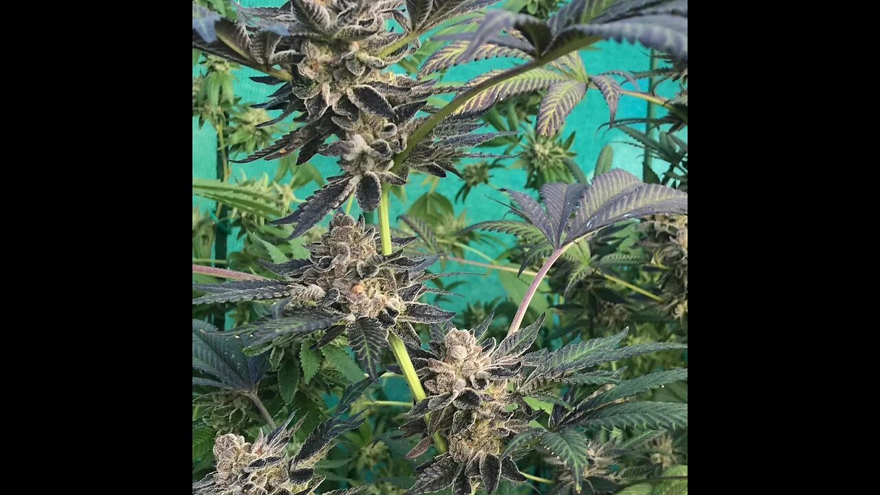 Blue Magoo Flower Revealed An Interesting Validation Of My research