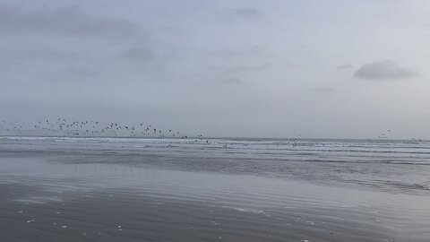 Birds & Sea