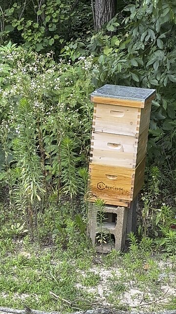 The Bees Are Busy 🐝 Chamberlin Family Farms #bees #hive #farming #homesteading