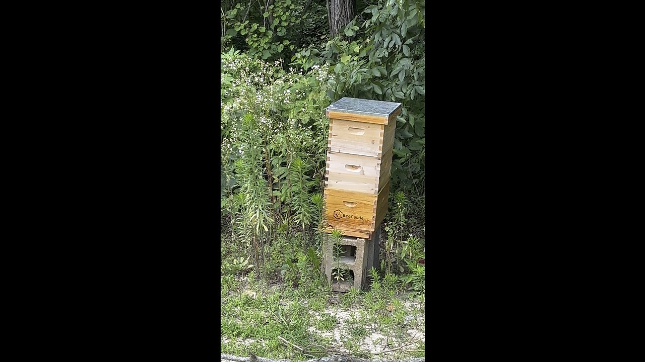 The Bees Are Busy 🐝 Chamberlin Family Farms #bees #hive #farming #homesteading