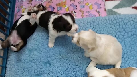 I Litter - 3 weeks & A Day