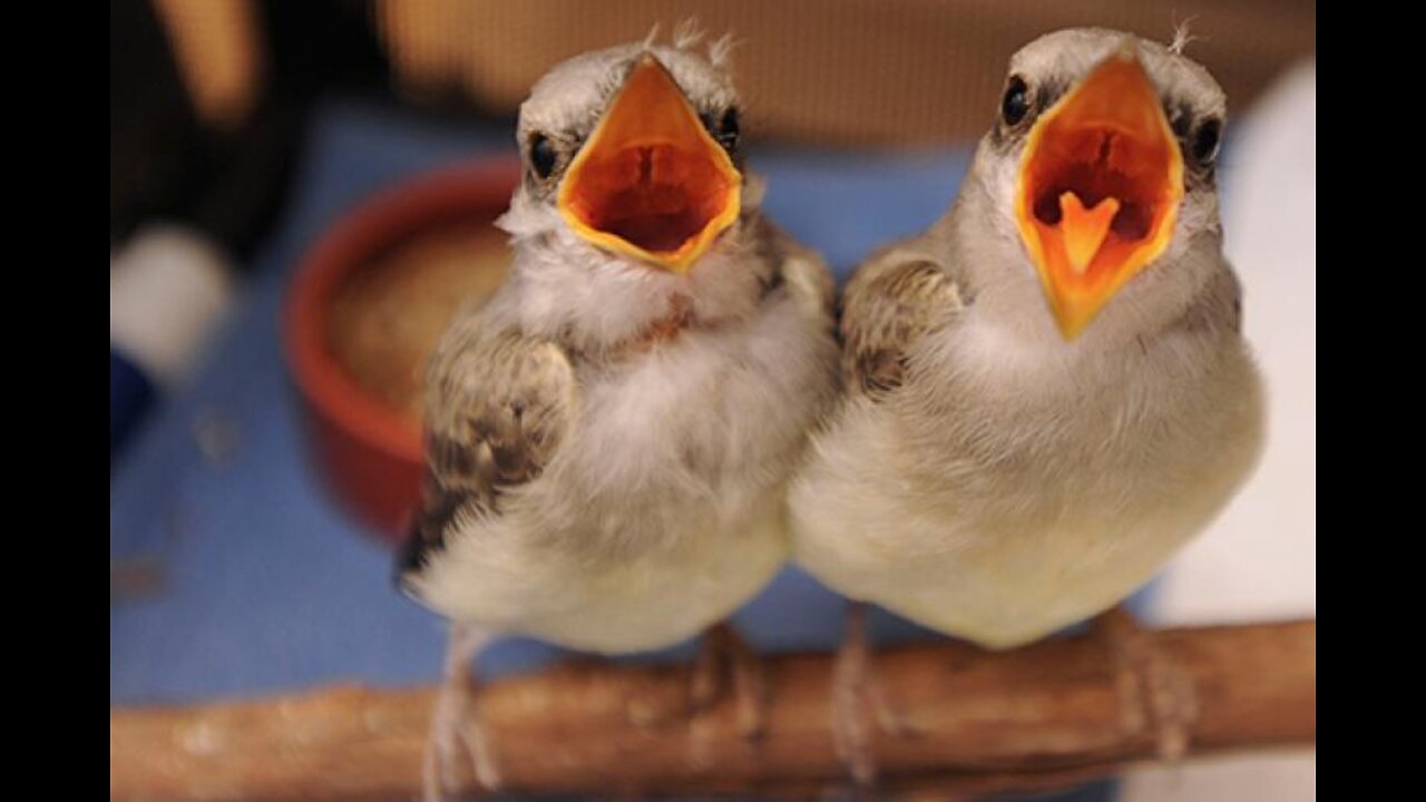 Feeding the little birds.Cute baby birds.