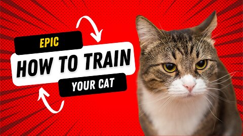 How to training your cute cat with cat food