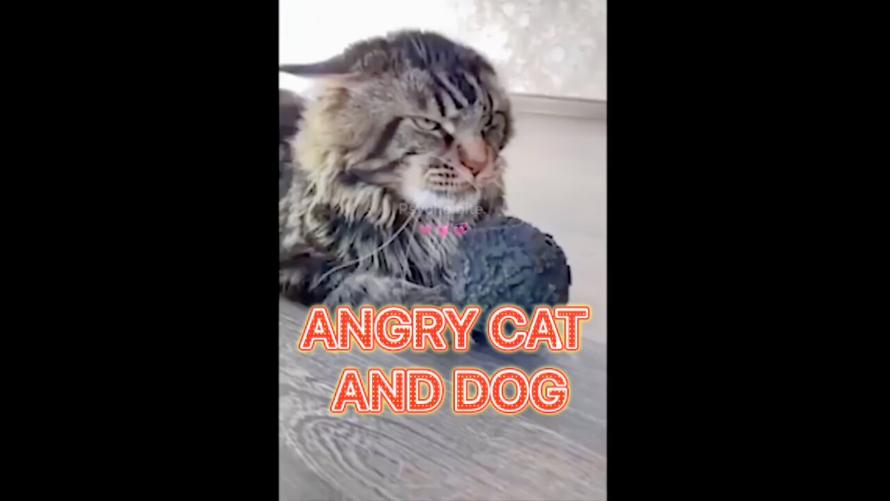 Angry cat and dog