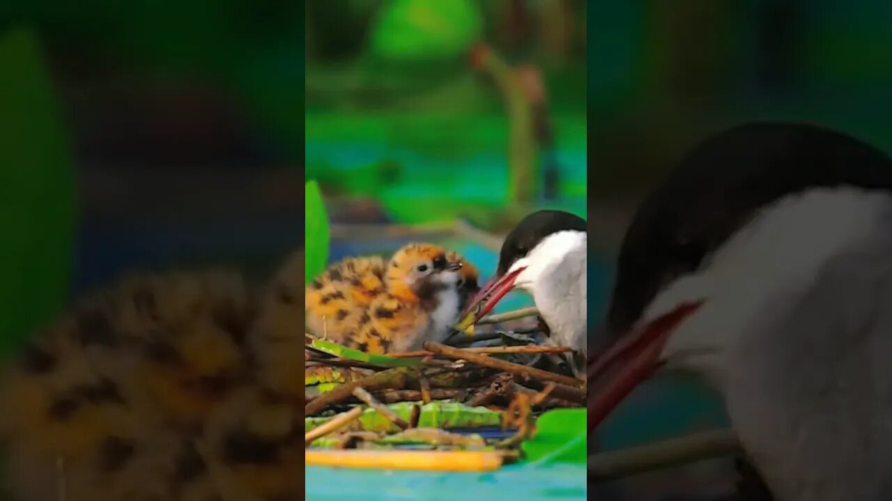 🐦