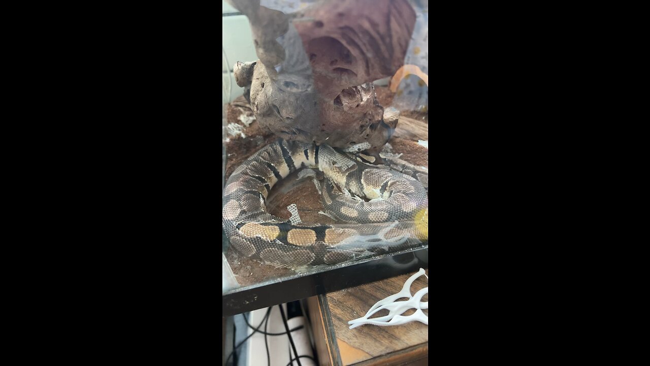 Ball python shedding