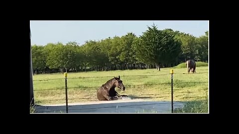 Using Natural Draw (Pull) Of Horses To Trick & Feed Horses - Understanding Horse Herd Draw