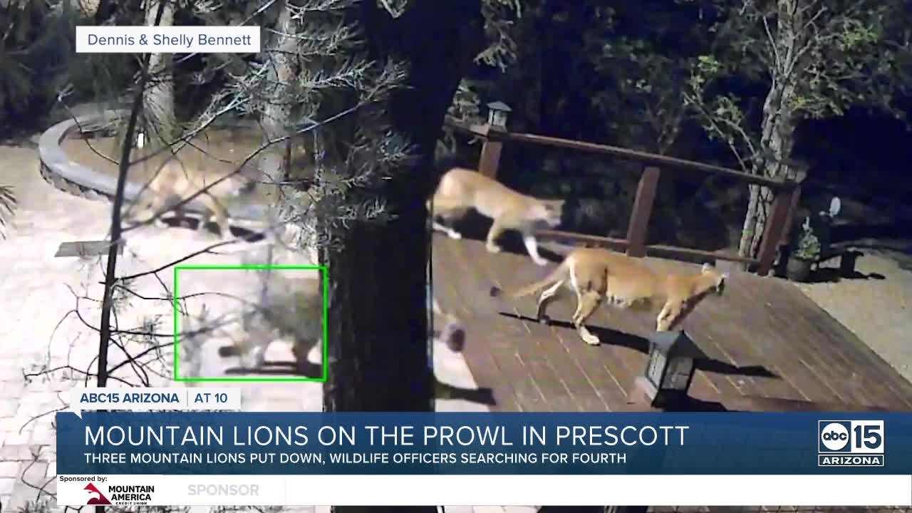 AZ Game and Fish Department issues warnings after Mountain Lion attacks