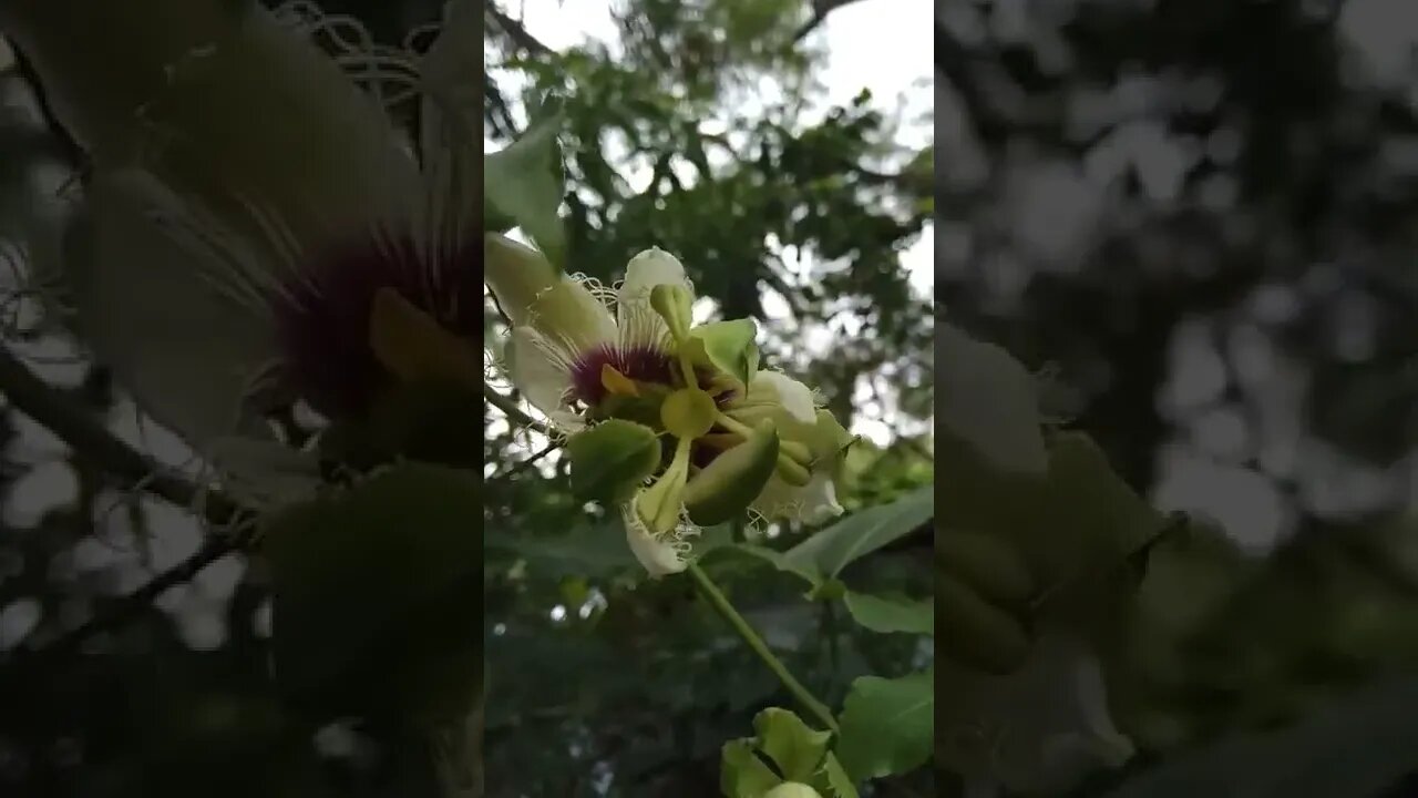guess the flower #shorts