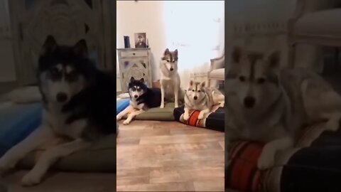 Funny Dog #short #shortvideo #funnydog