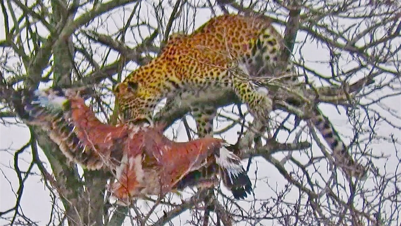 Leopard Risks it All at Extreme Height to Raid Eagle's Nest