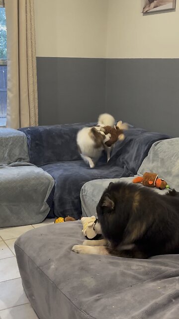 Pomsky: they got new toys