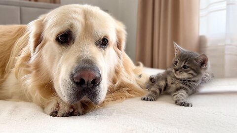 Golden retriever meets a New tiny kitten for the First time!