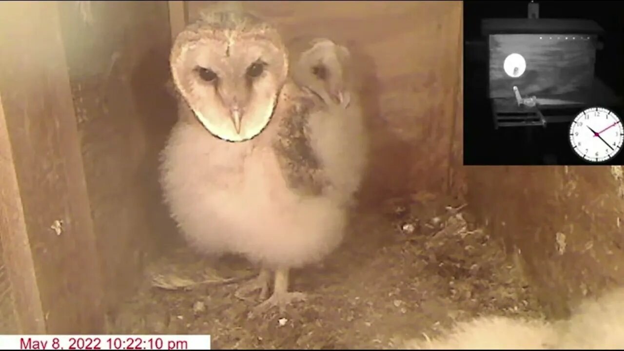 #1 Syd to Ivy Owlets hear noise #2 treat Mo to Olivia5-9-22