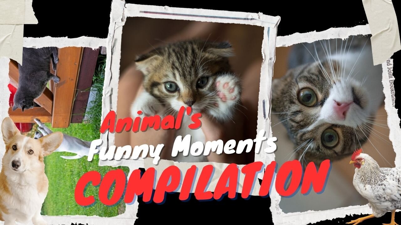 Bring a Smile To Your Face | Funny Cat Videos | Hilarious Moments