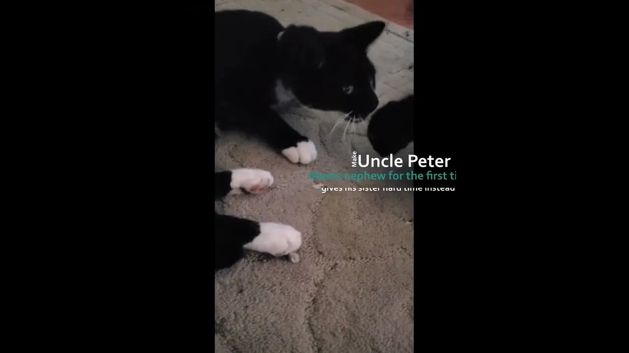 Cat meets nephew kitten for first time