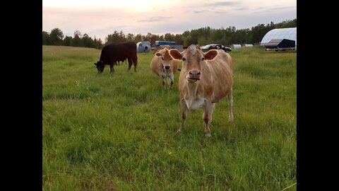 Cow farts, fertilizer, and grass: All those grazing, grass fed, homestead cows