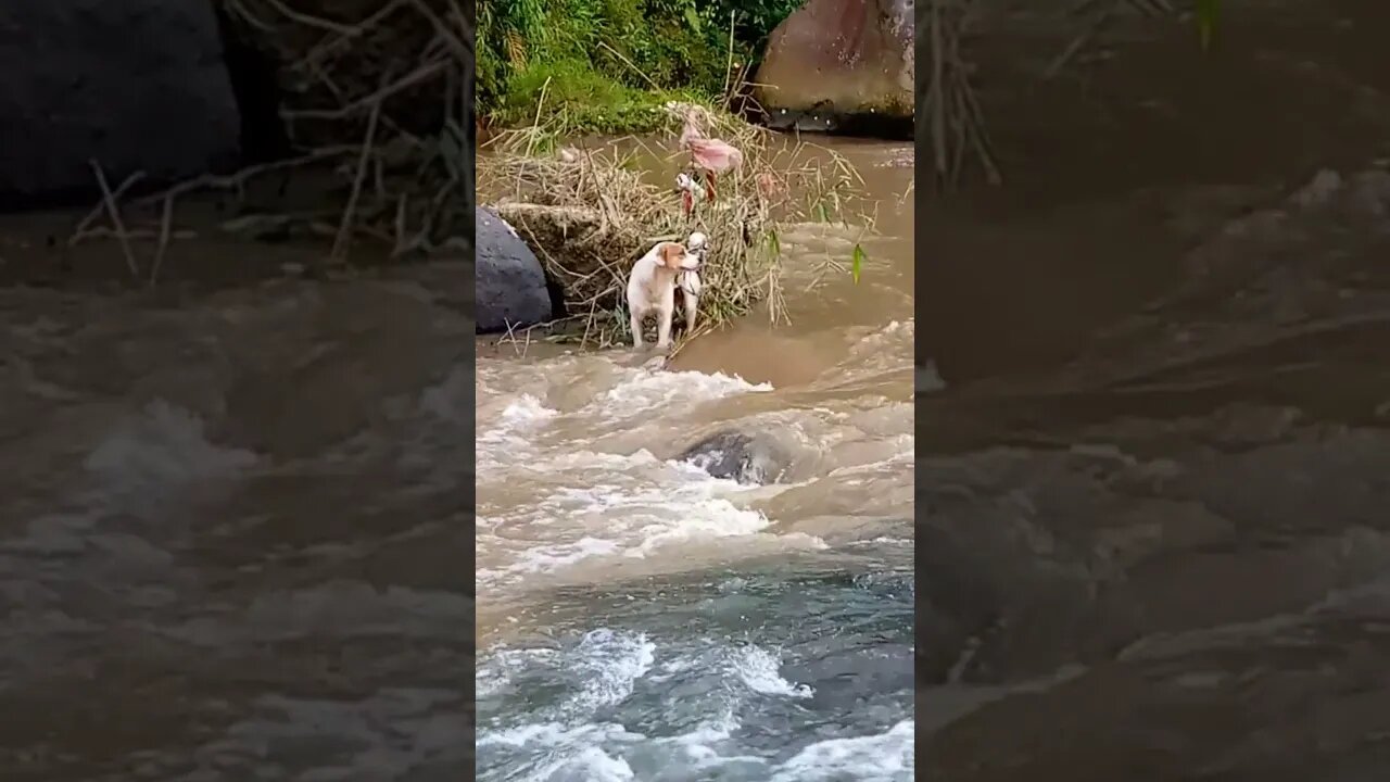 Anjing terjebak di tengah tengah sungai