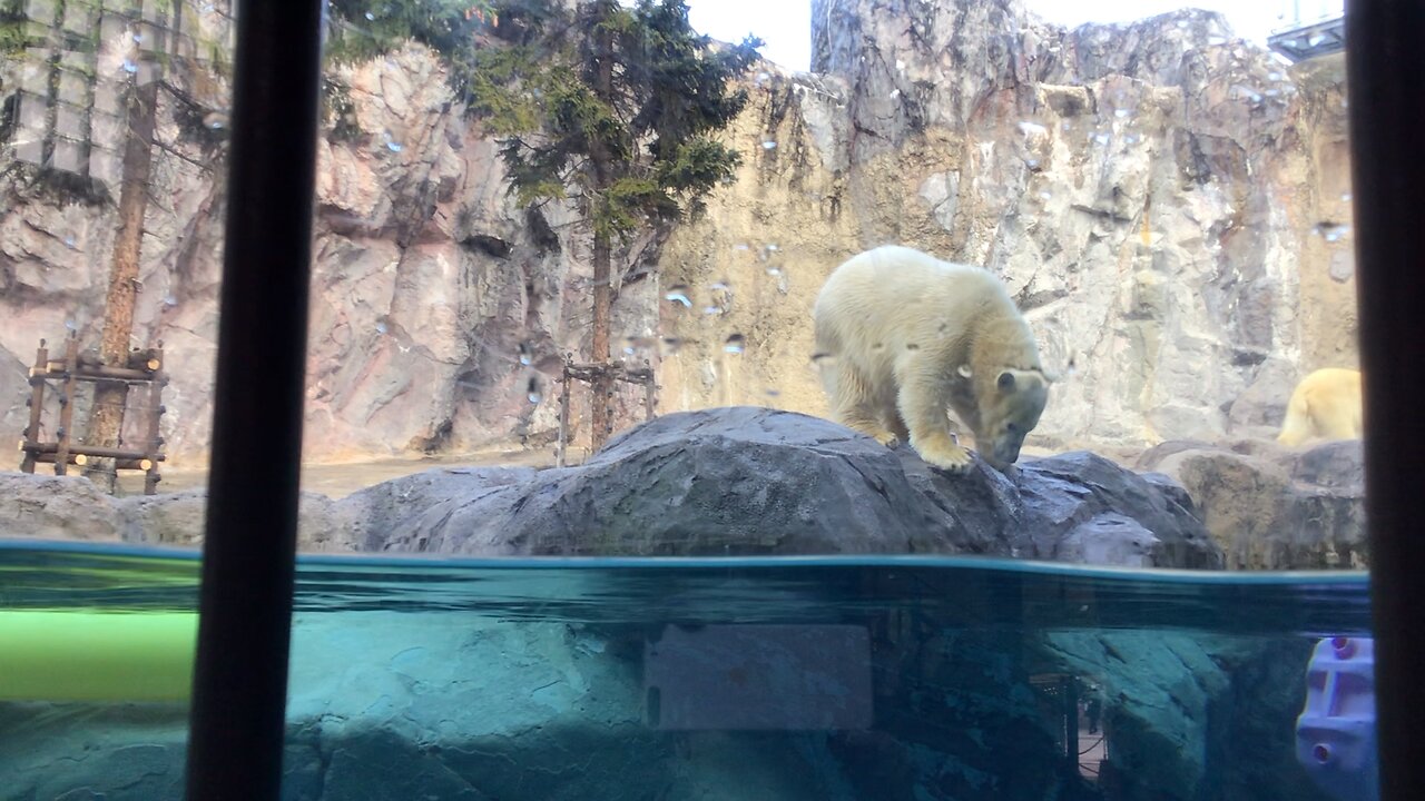 Young Polar Bear Playing