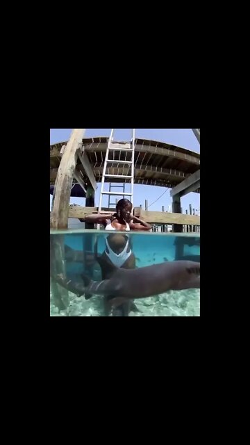Swimming with The sharks, Bahamas 🇧🇸 !!!! Travel Hotels Flights Vacation Trip
