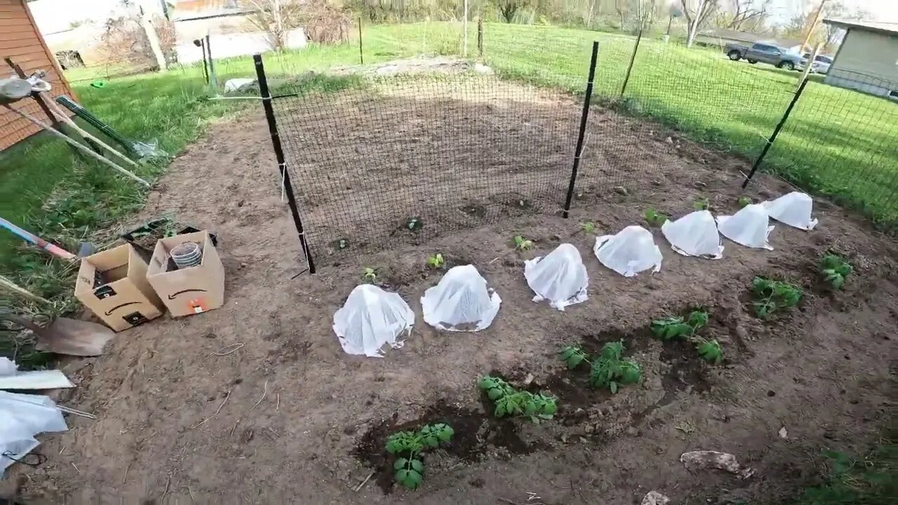 HOW THE GARDEN GROWS ,AND BEES ,ELECTRIC TILLER
