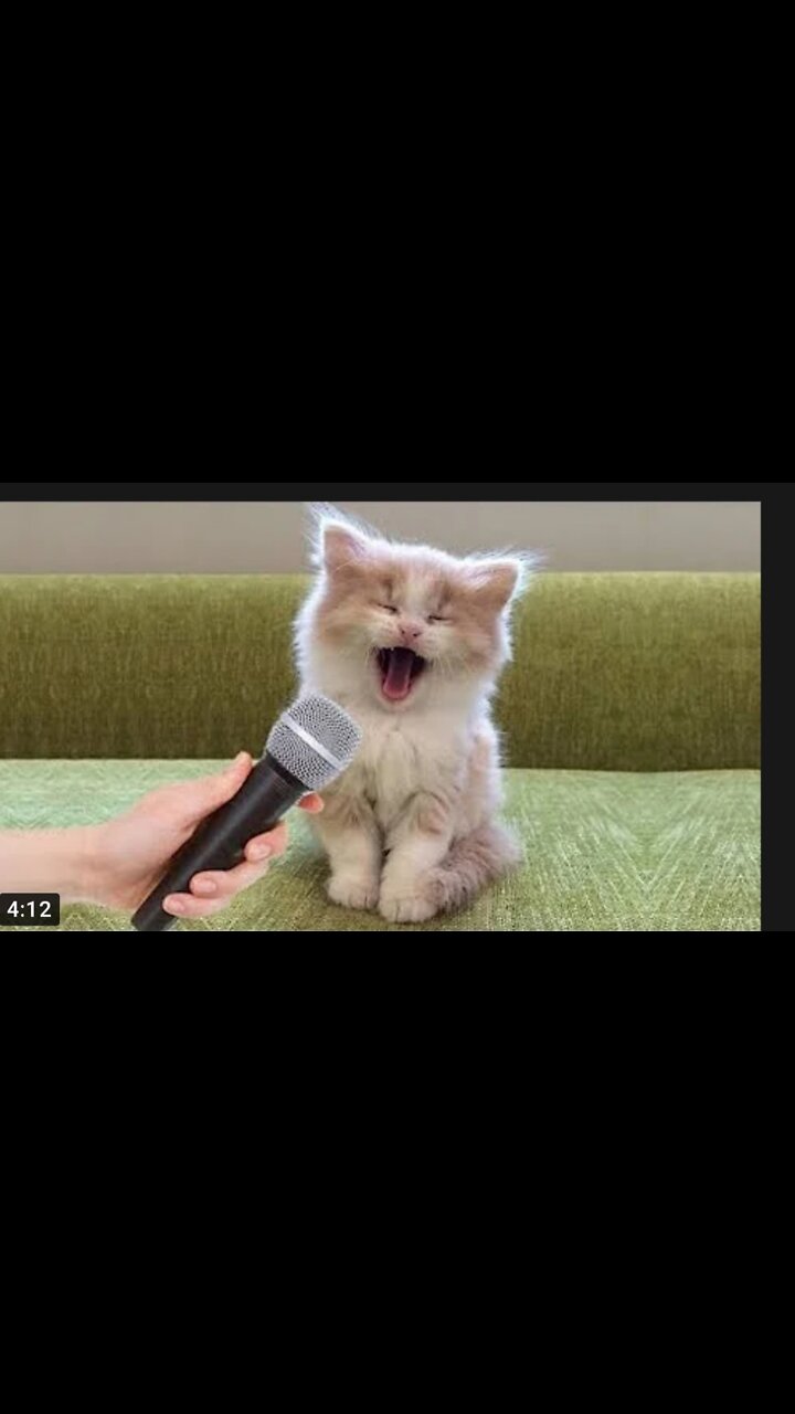 Funniest Cat And Dogs 😂 Funny Animal Videos 2022 #2 ideos,doja