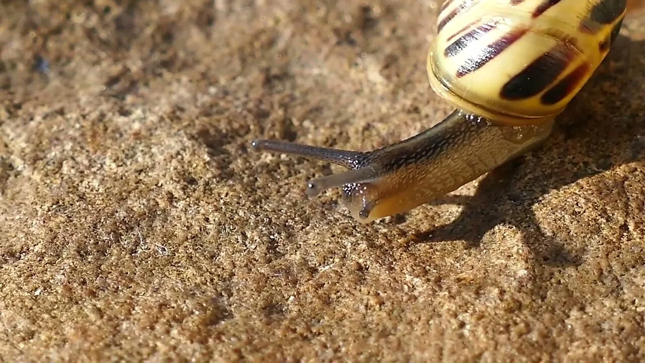 Snail Walking