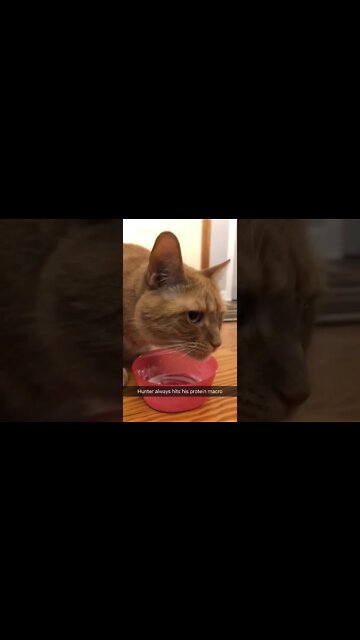 My cat always gets his protein