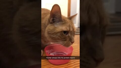 My cat always gets his protein