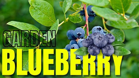 Village Life: Blueberry Picking Day Adventures | Village Vibes