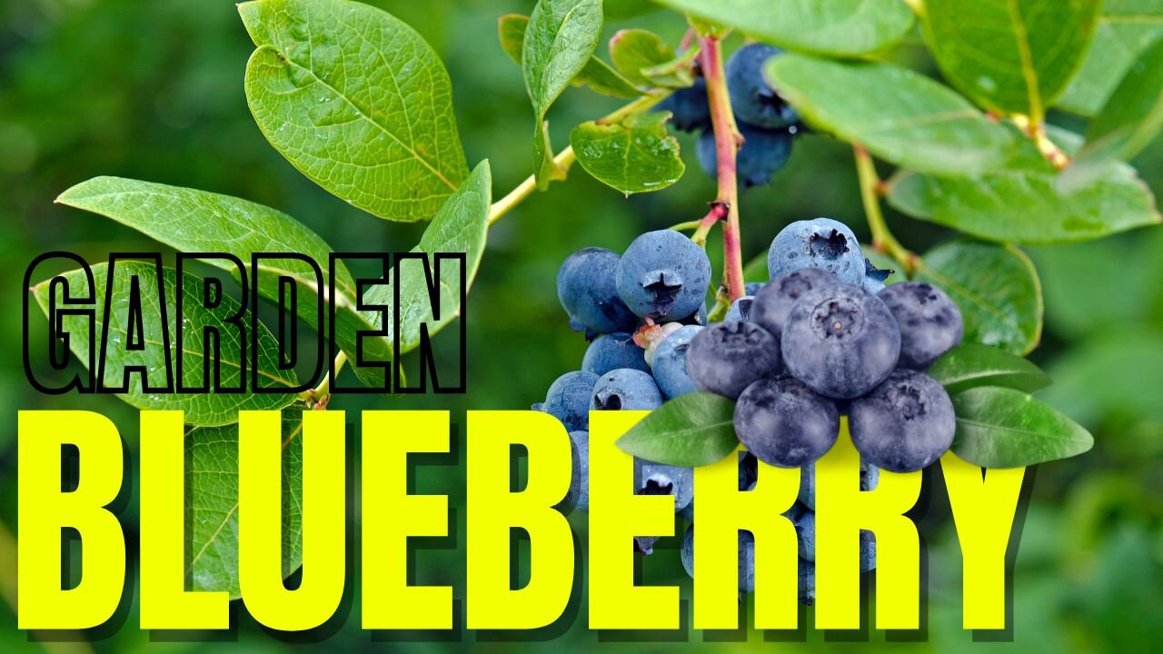 Village Life: Blueberry Picking Day Adventures | Village Vibes