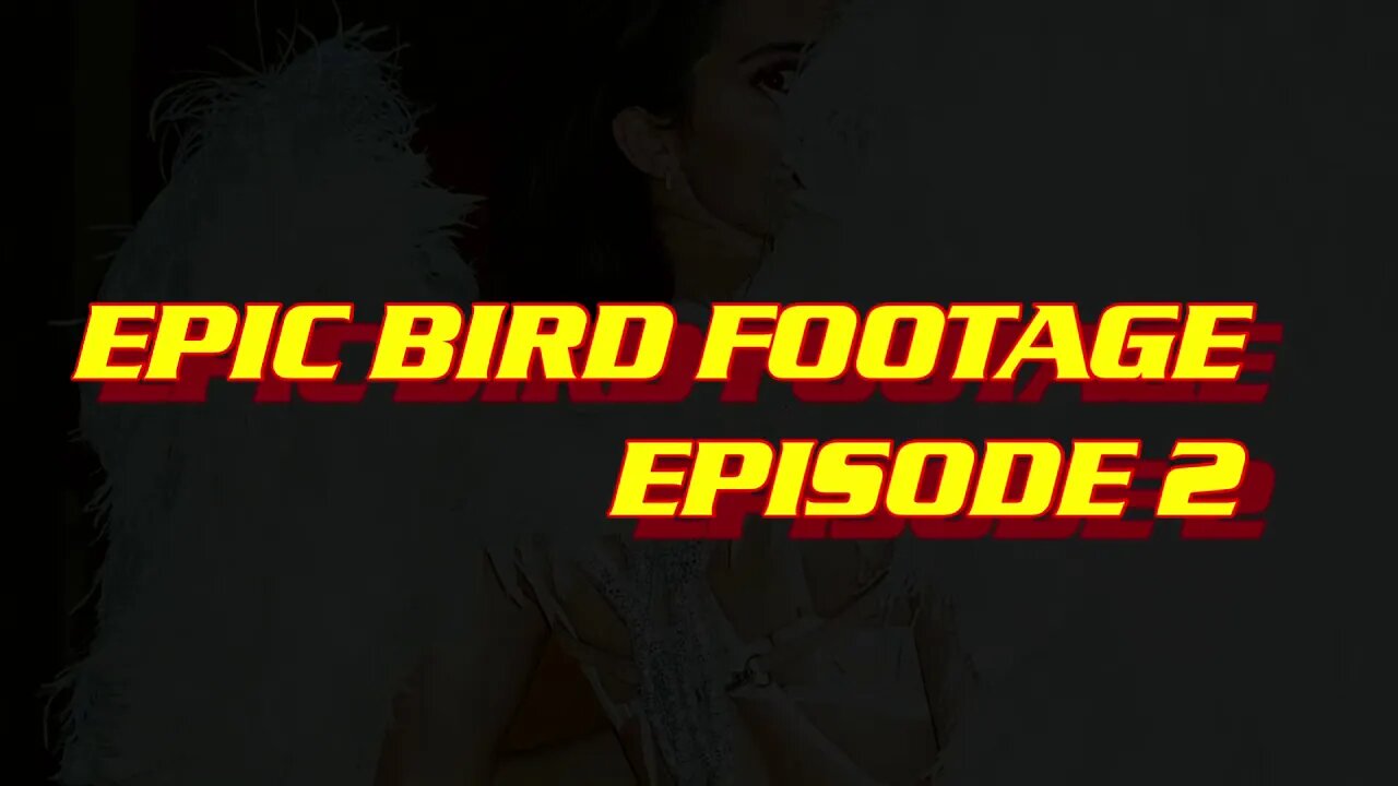 Epic Bird Footage - Episode 2 (Michigan)