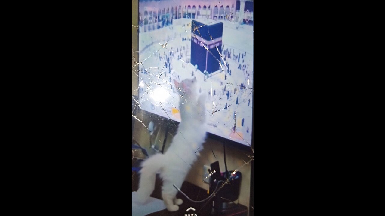 Cat amazed by the Kaba