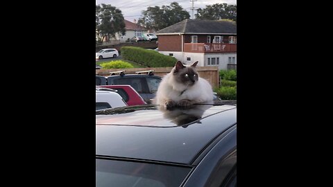 chilling on the car !