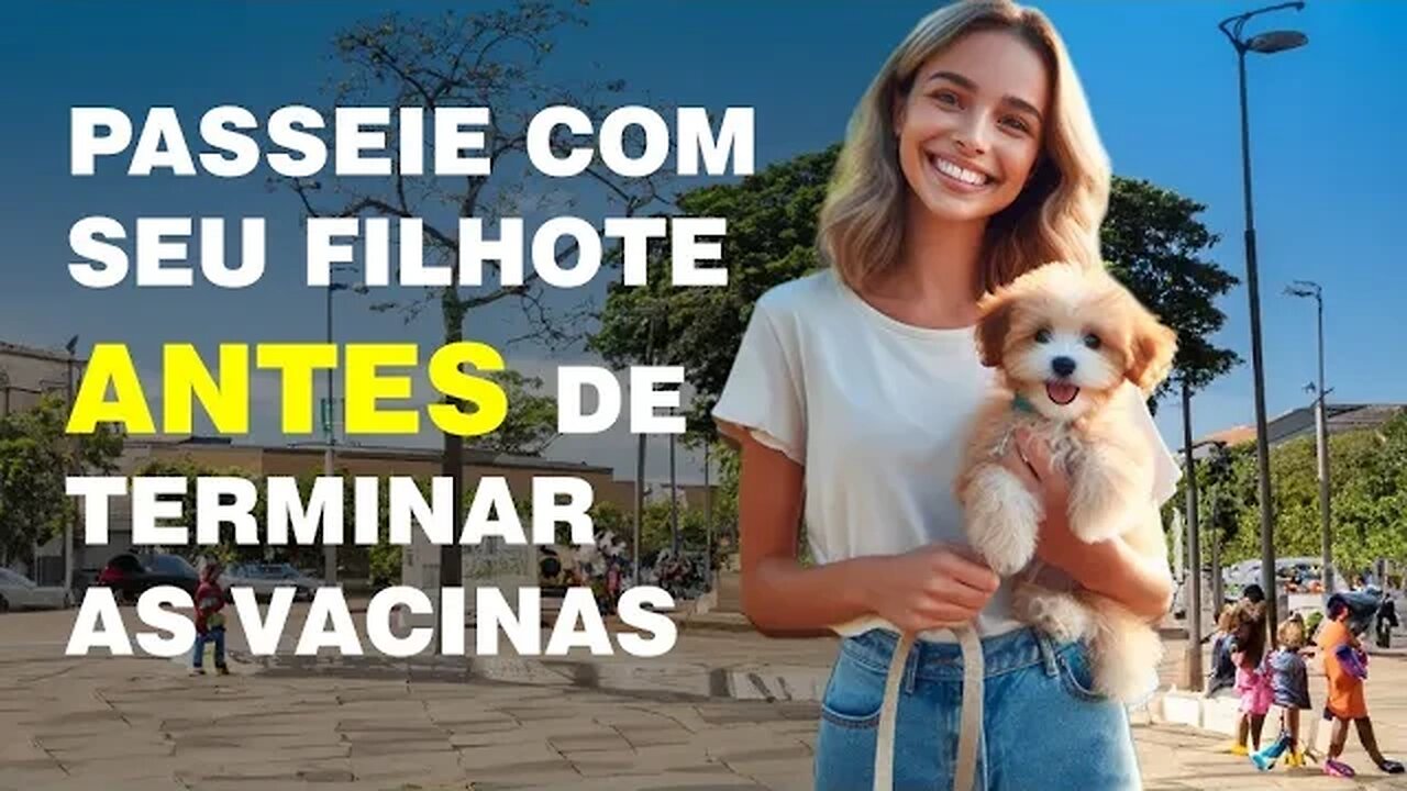 Como socializar um filhote antes da conclusão do ciclo de vacinação