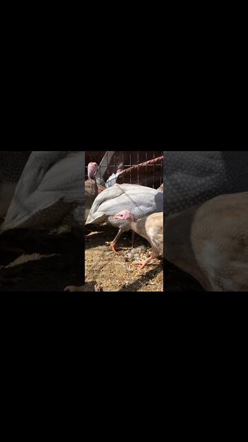 Trying to video red eyed cinnamon and silver keets