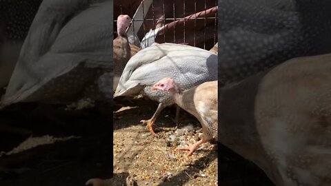 Trying to video red eyed cinnamon and silver keets