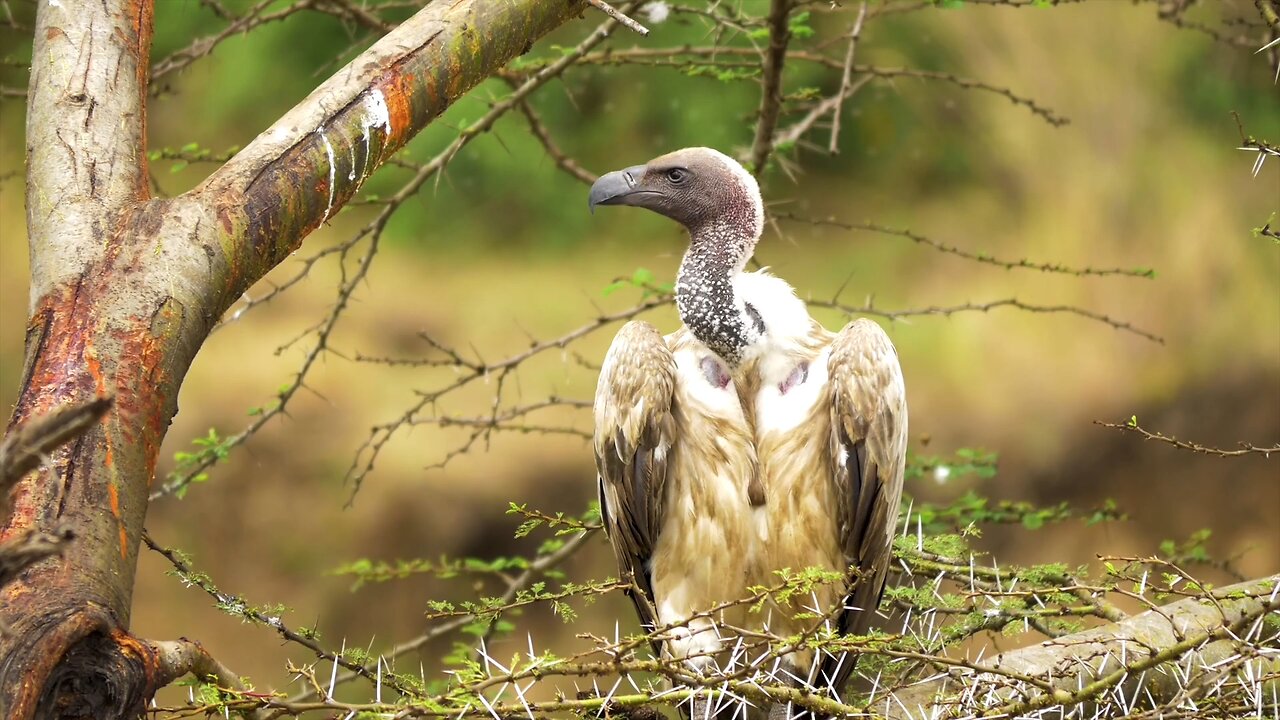 "Vultures: Silent Saviors of the Wild"