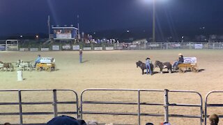 Mini horse wagon racing