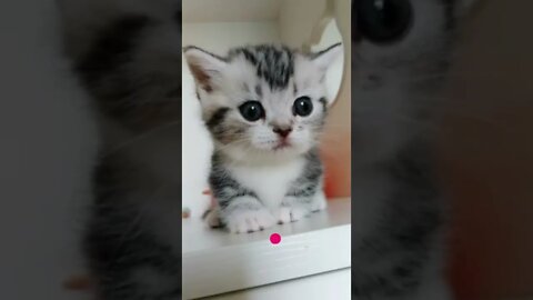 funny cat videos | cute cat videos| cute animals funny cats #shorts #shortsfunny #cutecat #funnycat