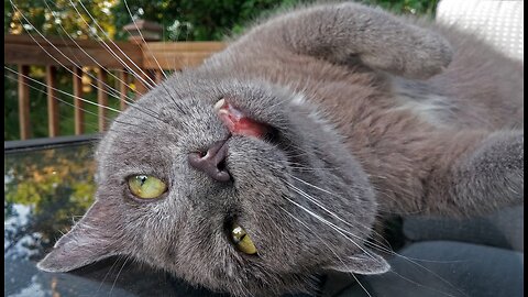 Funny dogs and cats