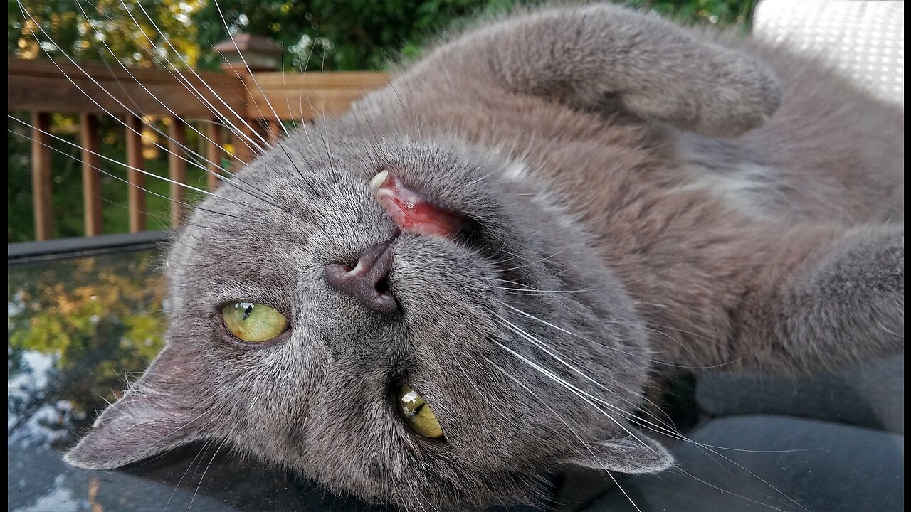 Funny dogs and cats