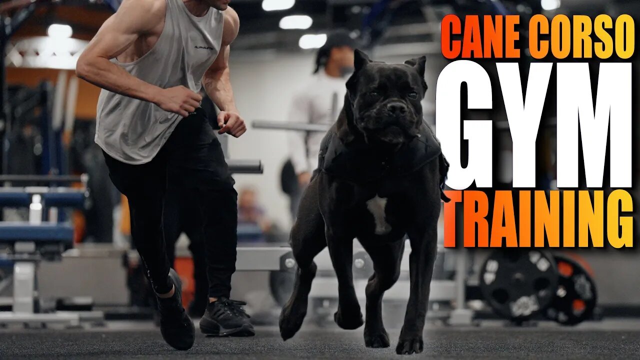 Training My Cane Corso In a PUBLIC GYM! @Crunch Fitness