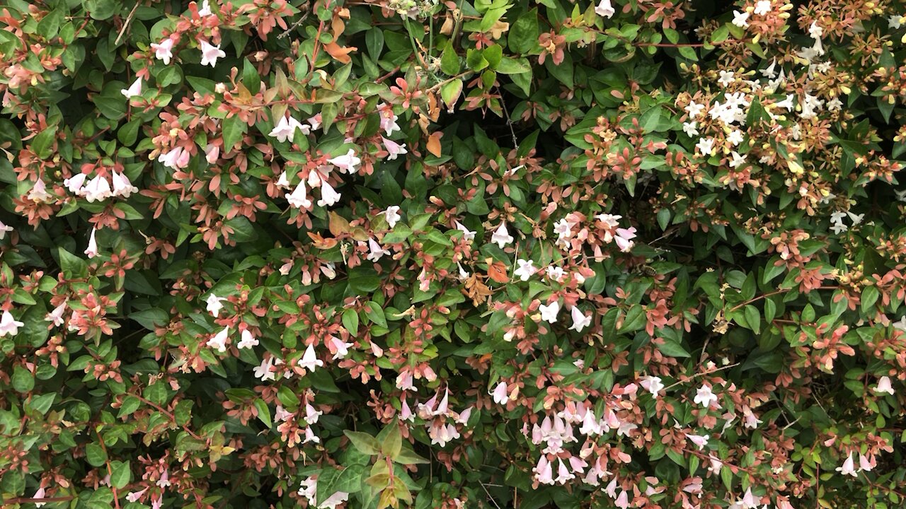 Bees pollinating in Oregon￼