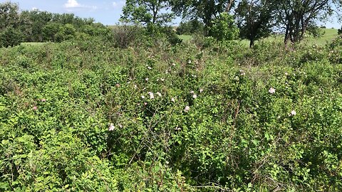 Wild roses