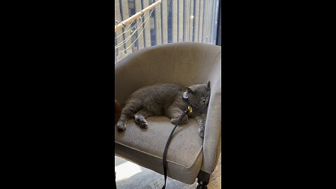 Nap time for this cat wanderer